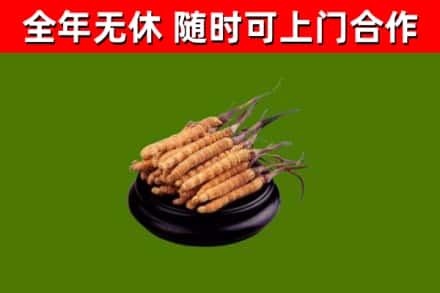 柳河烟酒回收冬虫夏草.jpg