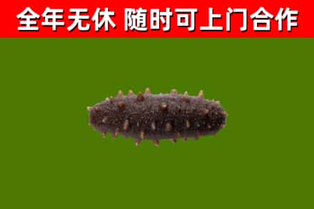 柳河烟酒回收干海参.jpg